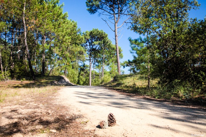séjour dans un camping proche plage et foret en Vendée